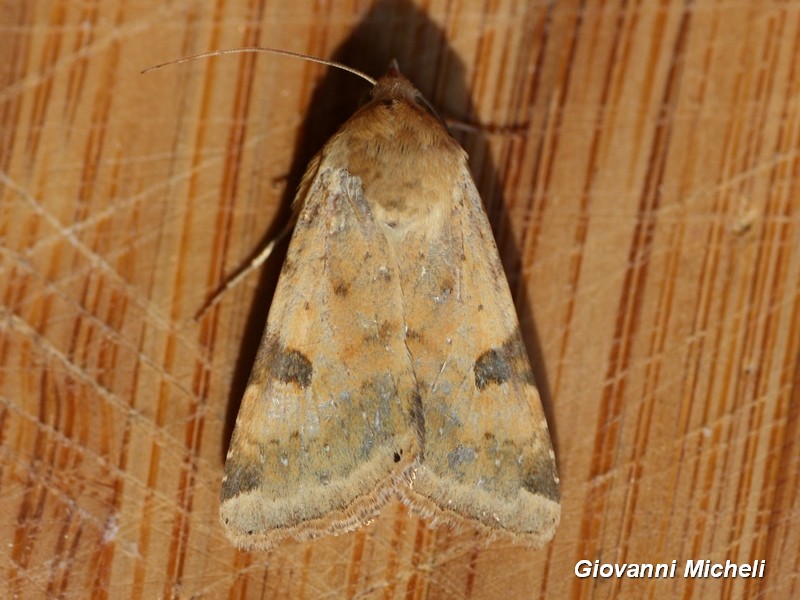 Noctuidae da ID - Heliothis peltigera